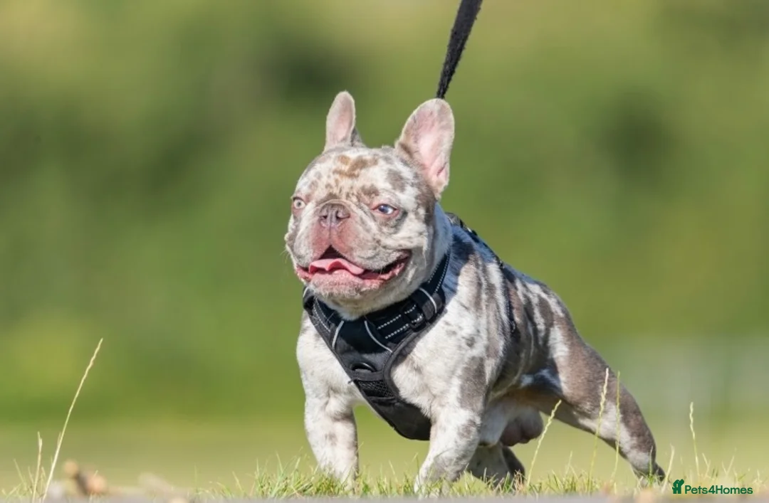 French Bulldog dogs for stud: Lilac Merle carrying testable tiny boy  in Maesteg - Advert 1