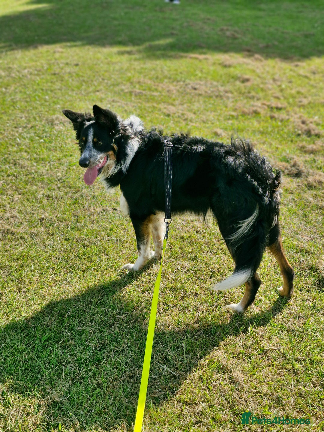 Border Collie dogs for stud: *STUD* Merlin - Image 8