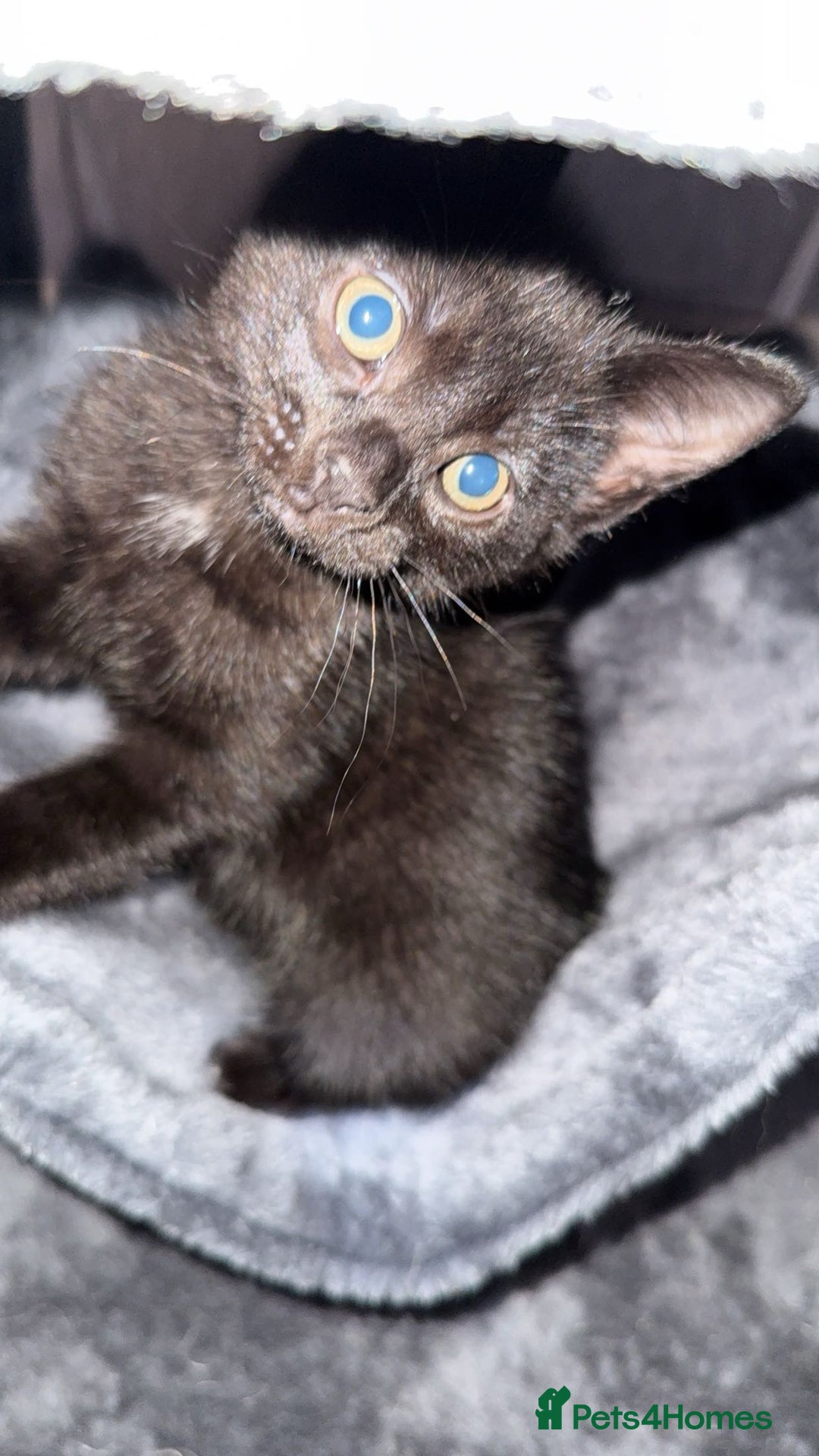 Bombay cats for sale: kittens, 2 left. - Image 5