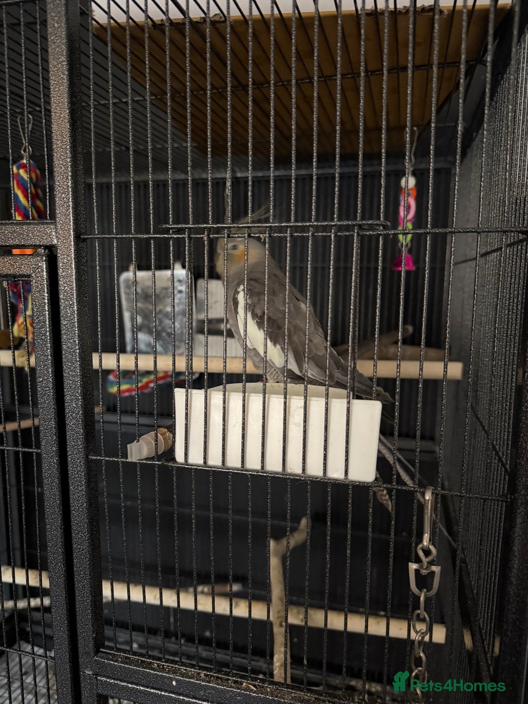 Cockatiels birds for sale: Re homing my tame female cocktail Indie  - Advert 4