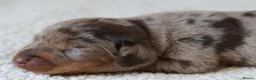 Miniature Dachshund dogs for sale: 5*Licensed+KCreg+Vetchecked+PRAclear+LONG HAIRED - Advert 8