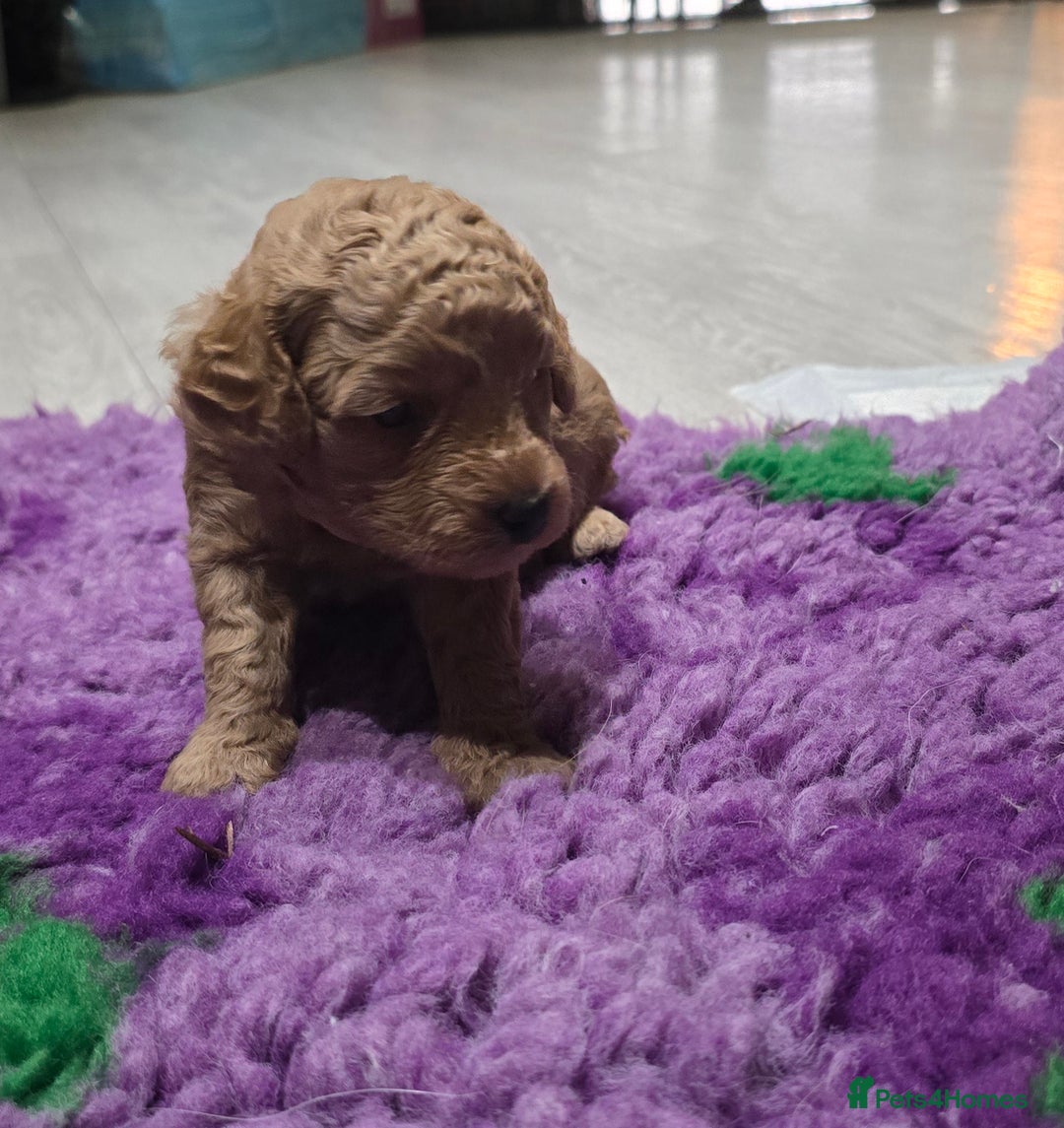 Cockapoo dogs for sale: STUNNING LITTER OF COCKAPOO F1B - Advert 6