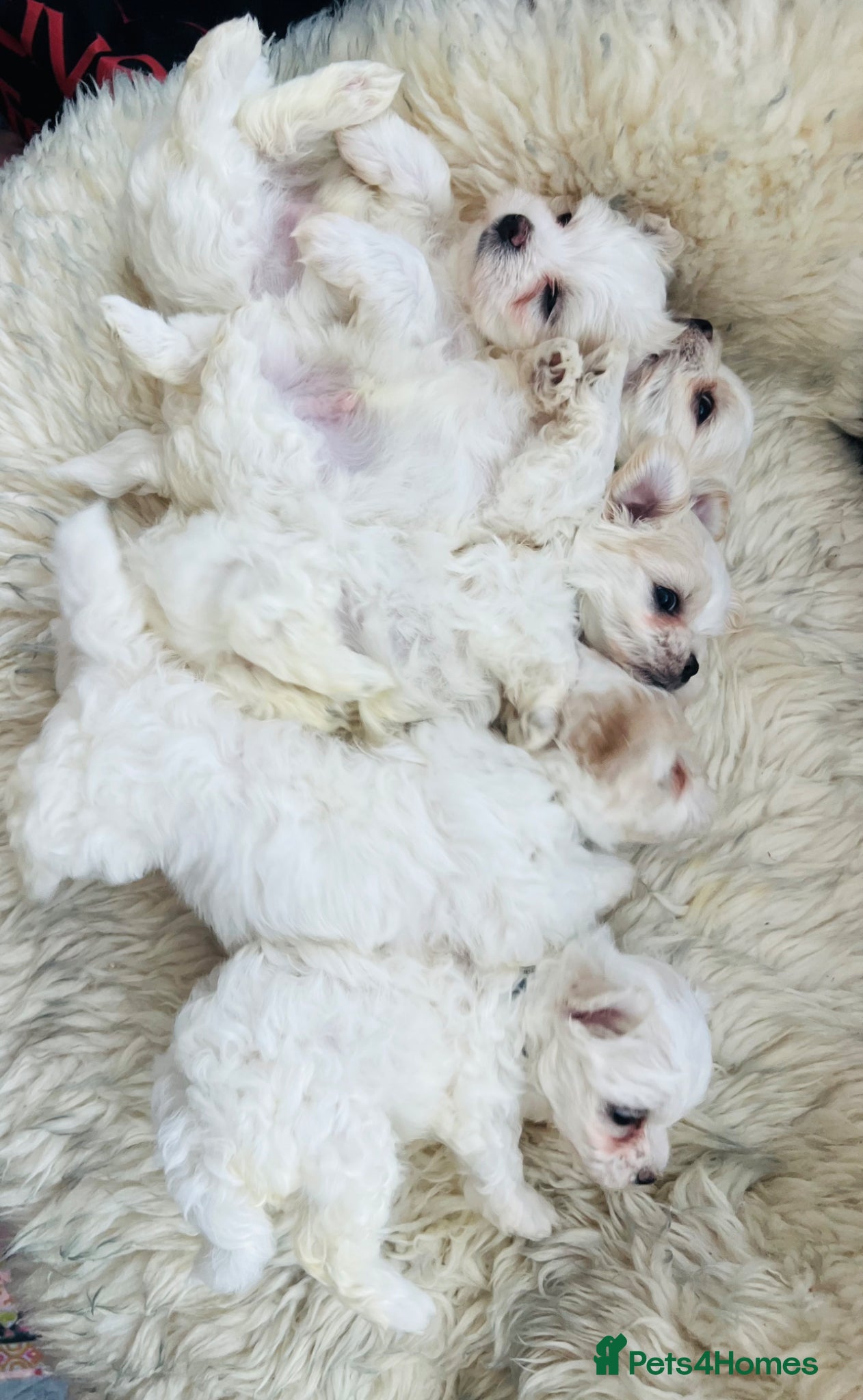 Maltese dogs Maltese puppies-small size !!!  - Advert 3