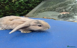 Mixed Breed rabbits for sale: Holland lop rabbits 8 week old  - Image 11