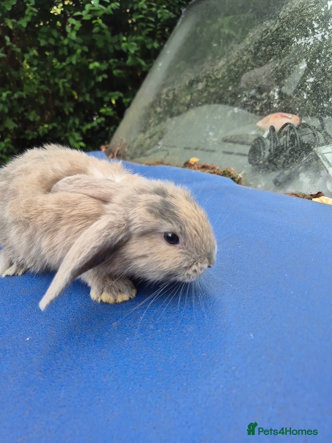 Mixed Breed rabbits for sale: Holland lop rabbits 8 week old  - Image 11