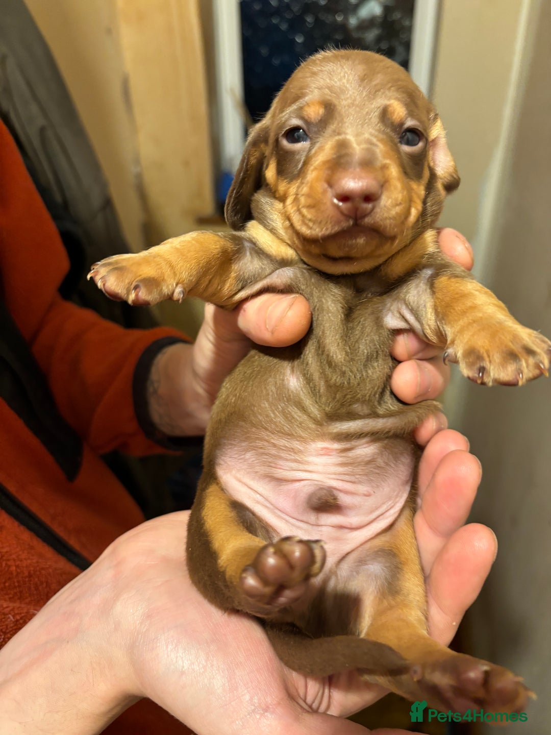 Dachshund dogs for sale: Gorgeous brown and tan dachshund puppies   - Advert 11