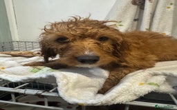 Cockapoo dogs for sale: F1 Cockapoo puppy’s  - Image 25