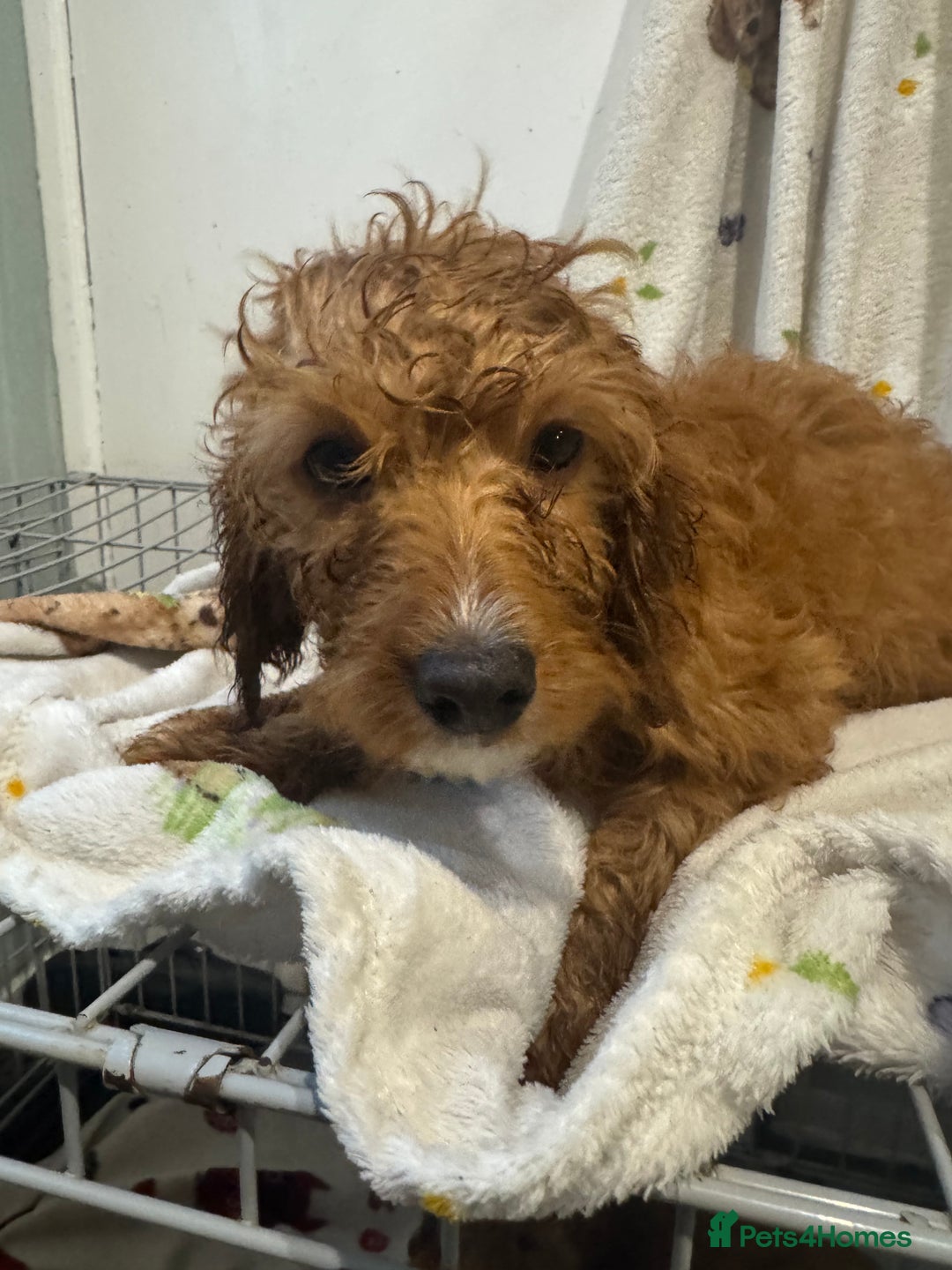 Cockapoo dogs for sale: F1 Cockapoo puppy’s  - Image 25