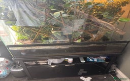 Chameleon reptiles for sale: LUXARY VIV FOR SALE - Image 2