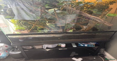 Chameleon reptiles - Advert 3