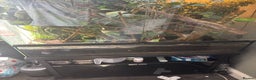 Chameleon reptiles for sale: LUXARY VIV FOR SALE - Advert 2