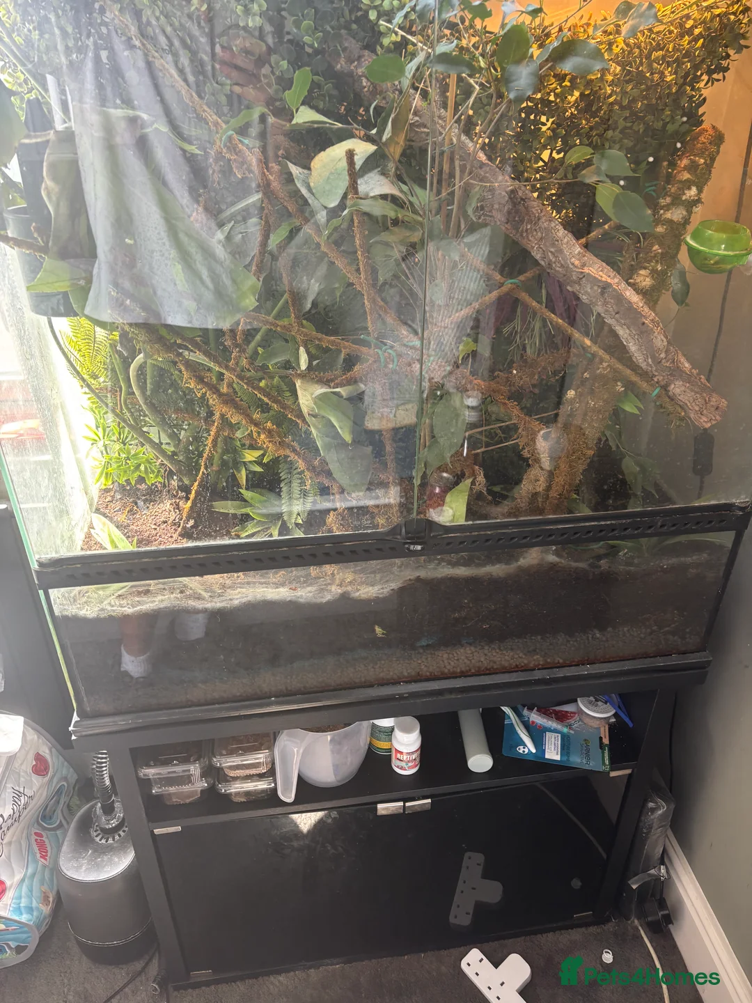 Chameleon reptiles for sale: LUXARY VIV FOR SALE - Advert 2