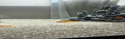 Angelfish fish for sale: Free Red pleco and angelfish  - Advert 3