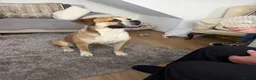 Mixed Breed dogs for sale: Buddy needs a new home  - Advert 2