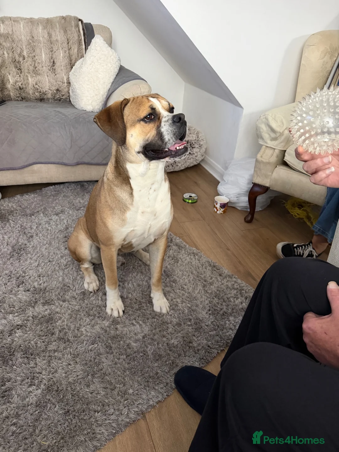 Mixed Breed dogs for sale: Buddy needs a new home  - Advert 2