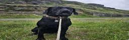Springador dogs for stud: Springador for Stud  in Taunton - Advert 6