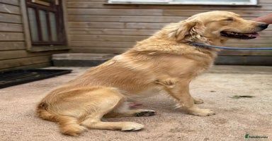 Golden Retriever dogs - Advert 16
