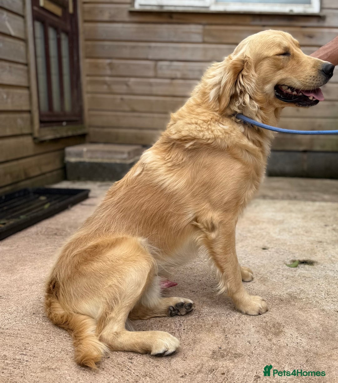 Golden Retriever dogs for sale: Two stunning boys, excellent heslth test results!  - Image 3