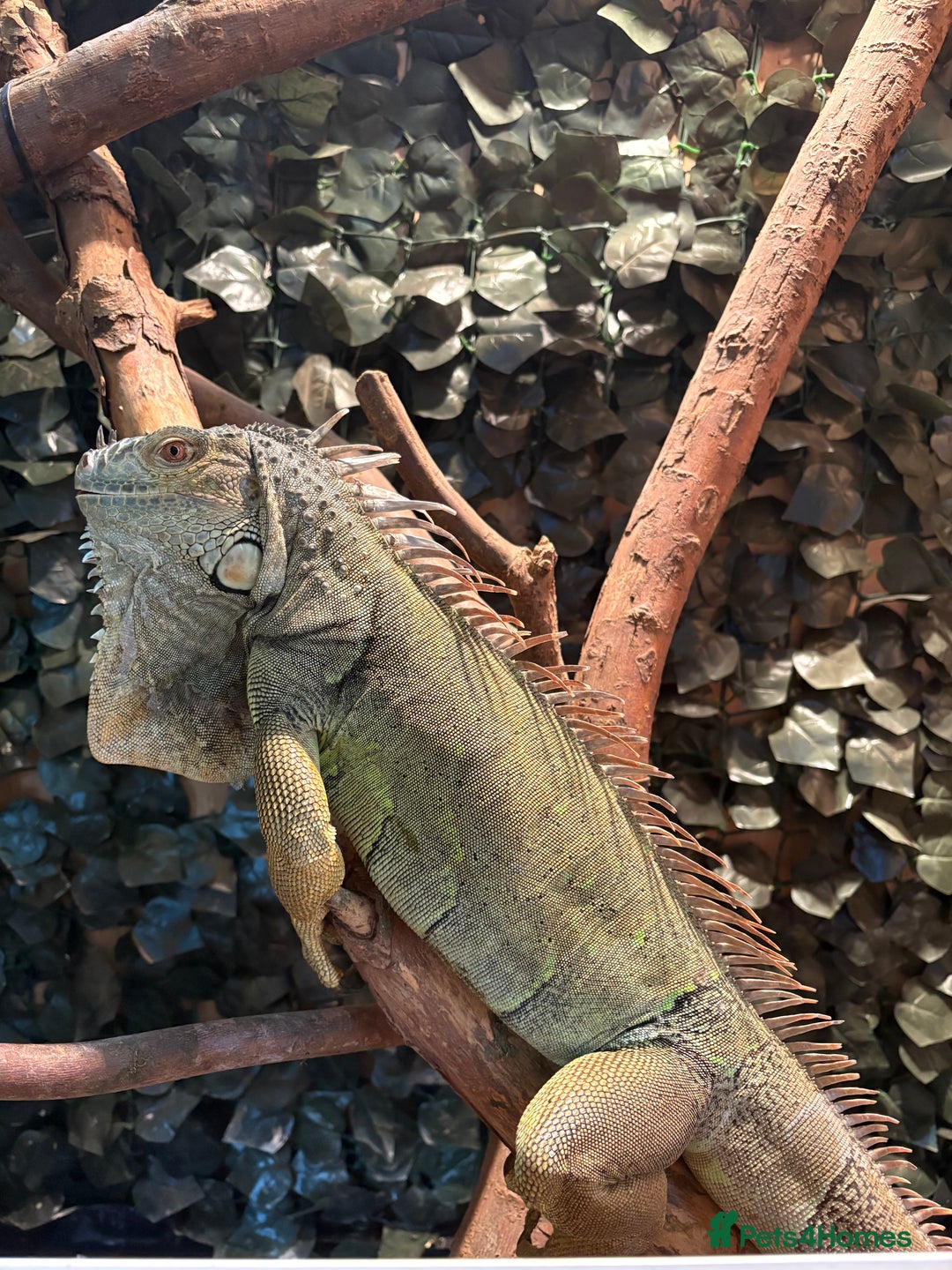Iguana reptiles for sale: Female green iguana almost 4years old plus Viv  - Advert 2