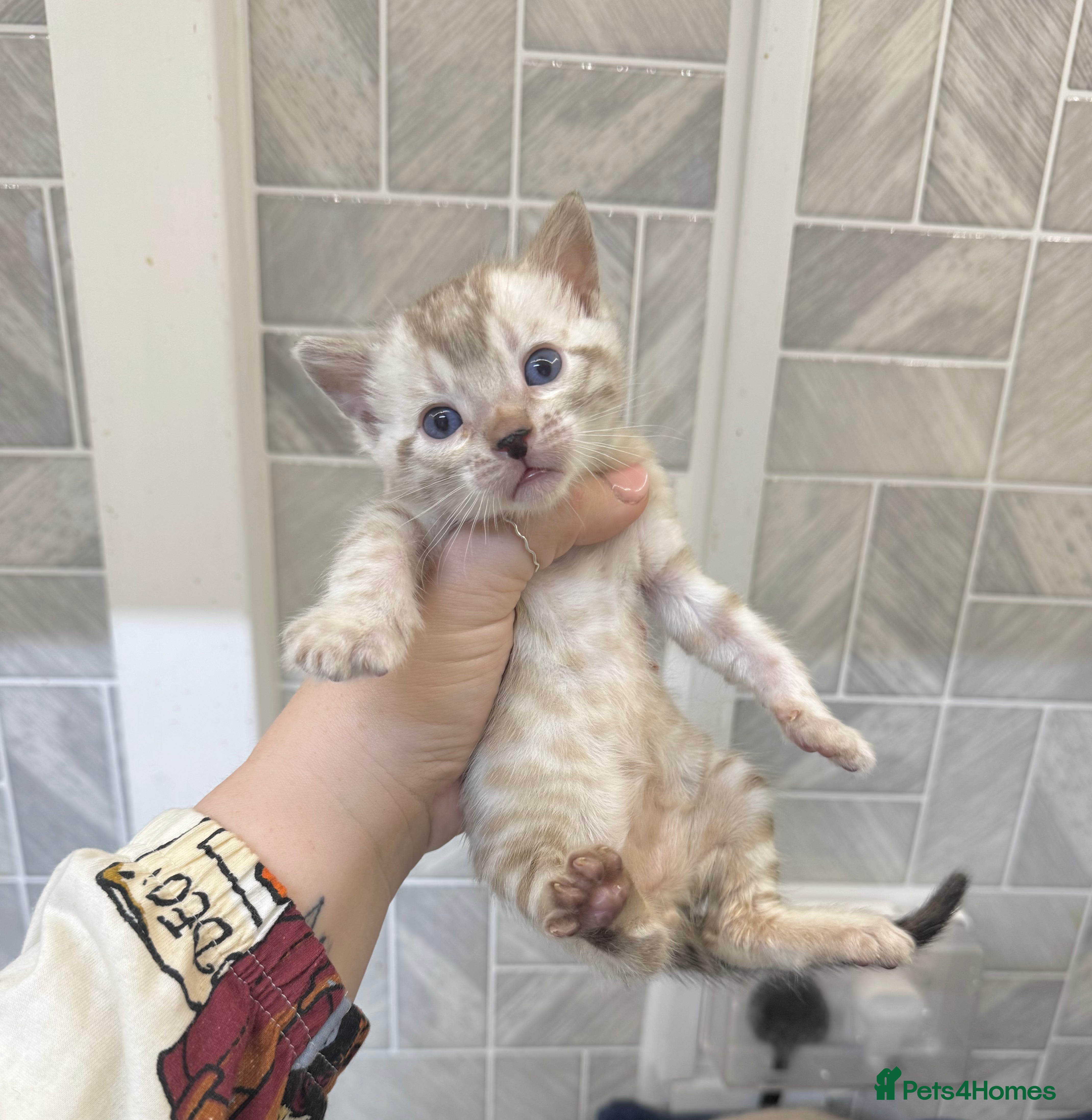 Bengal cats Snow Lynx Bengal Kittens TICA Registered - Advert 1