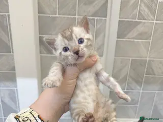 Bengal cats Snow Lynx Bengal Kittens TICA Registered - Advert 1