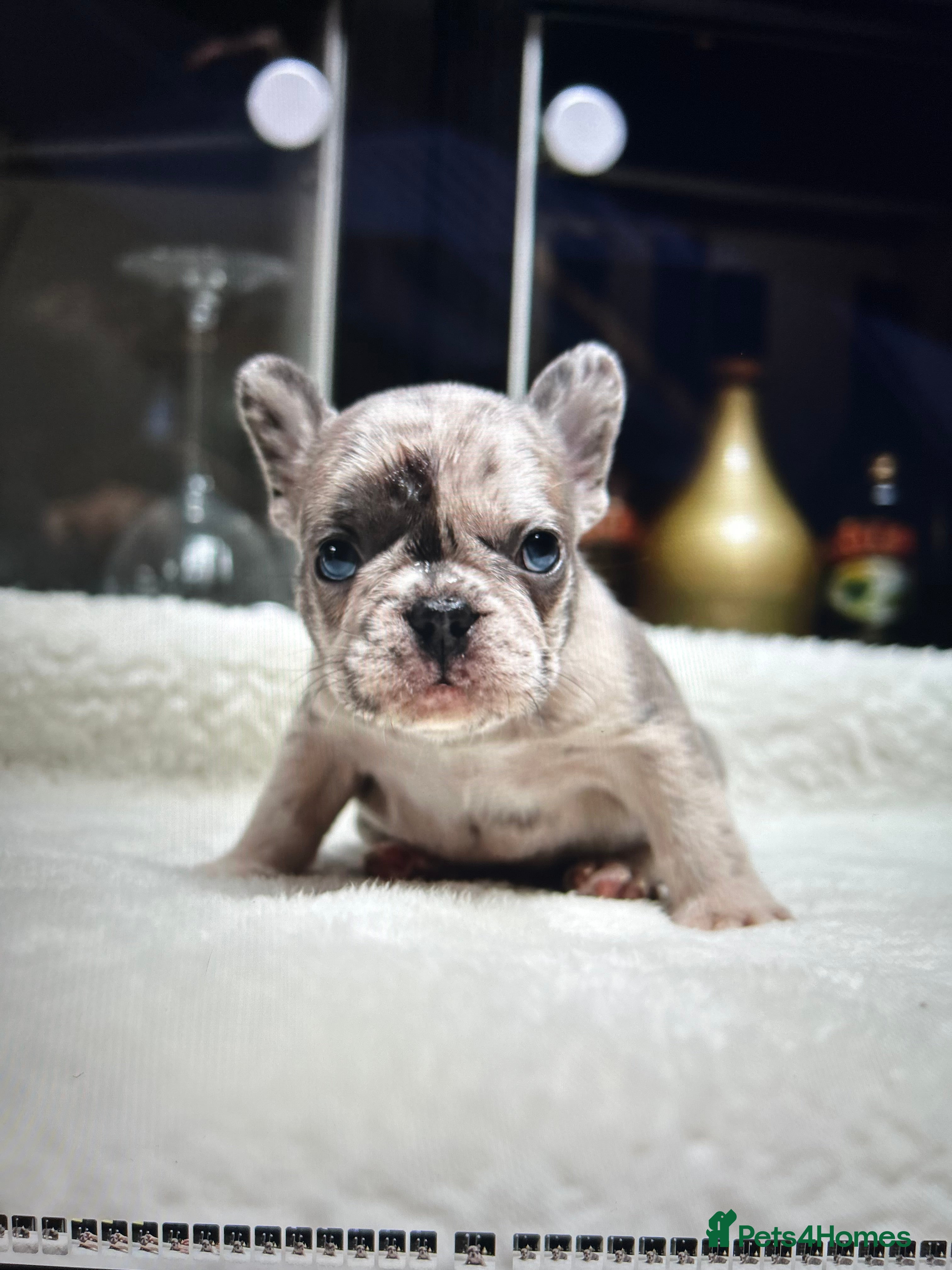 French Bulldog dogs Beautiful Frenchie Babies Seeking Forever Families - Advert 9