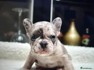 French Bulldog dogs Beautiful Frenchie Babies Seeking Forever Families - Advert 9