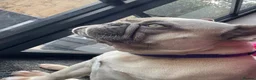 French Bulldog dogs for sale: Miss Bella - Advert 9