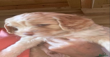 Cockapoo dogs - Advert 15