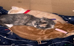 Mixed Breed cats for sale: Beautiful babies ready in 2 weeks - Image 8