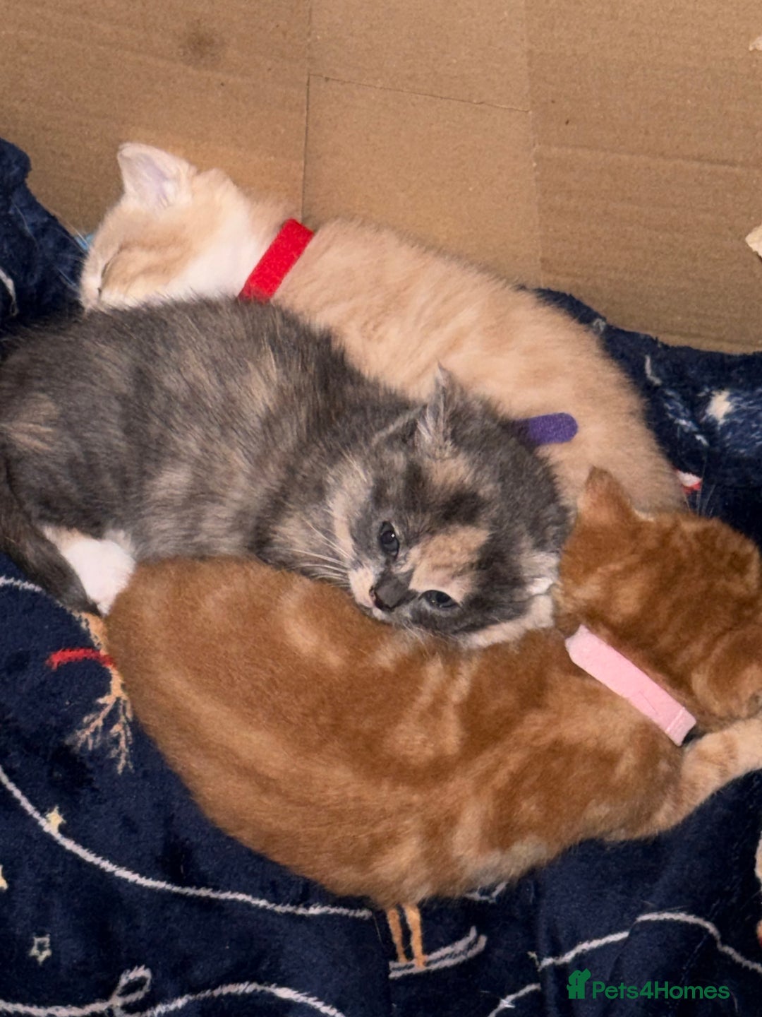 Mixed Breed cats for sale: Beautiful babies ready in 2 weeks - Image 8