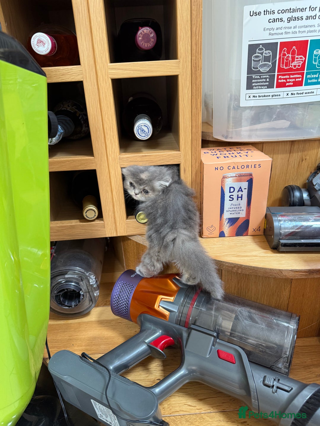 Persian cats for sale: Himalayan Persians - Image 4