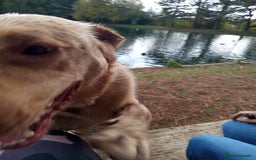 Labrador Retriever dogs for sale: Lucky - Image 2