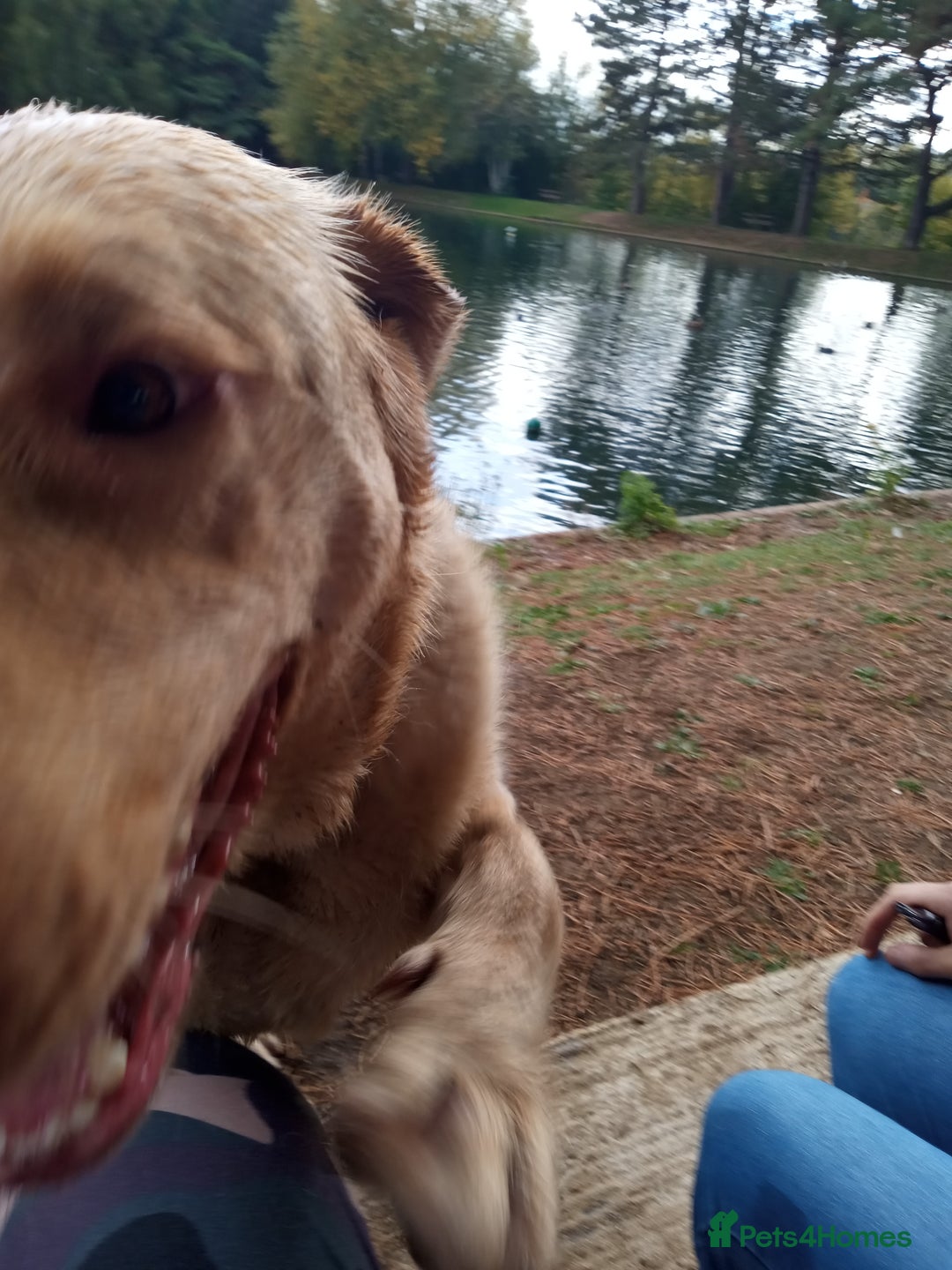 Labrador Retriever dogs for sale: Lucky - Image 2