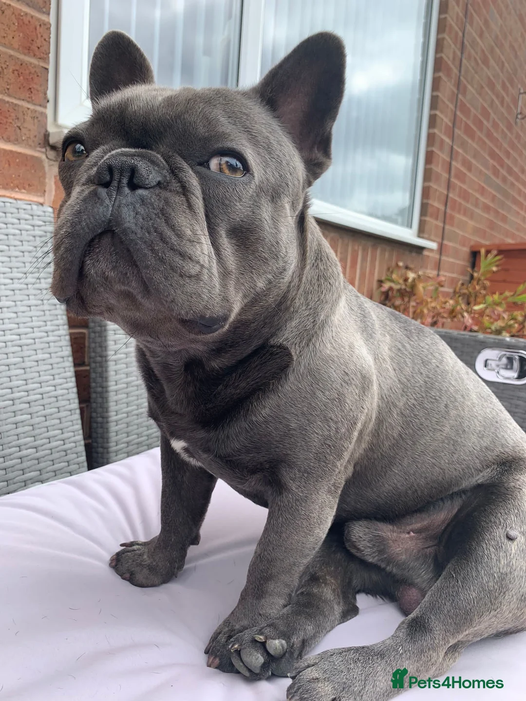 French Bulldog dogs for stud: For stud..we just want 1 off litter that’s it  in Derby - Advert 1