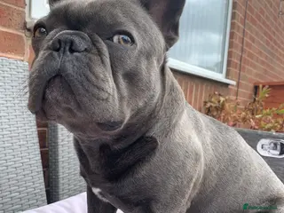 French Bulldog dogs For stud..we just want 1 off litter that’s it in Derby - Advert 23