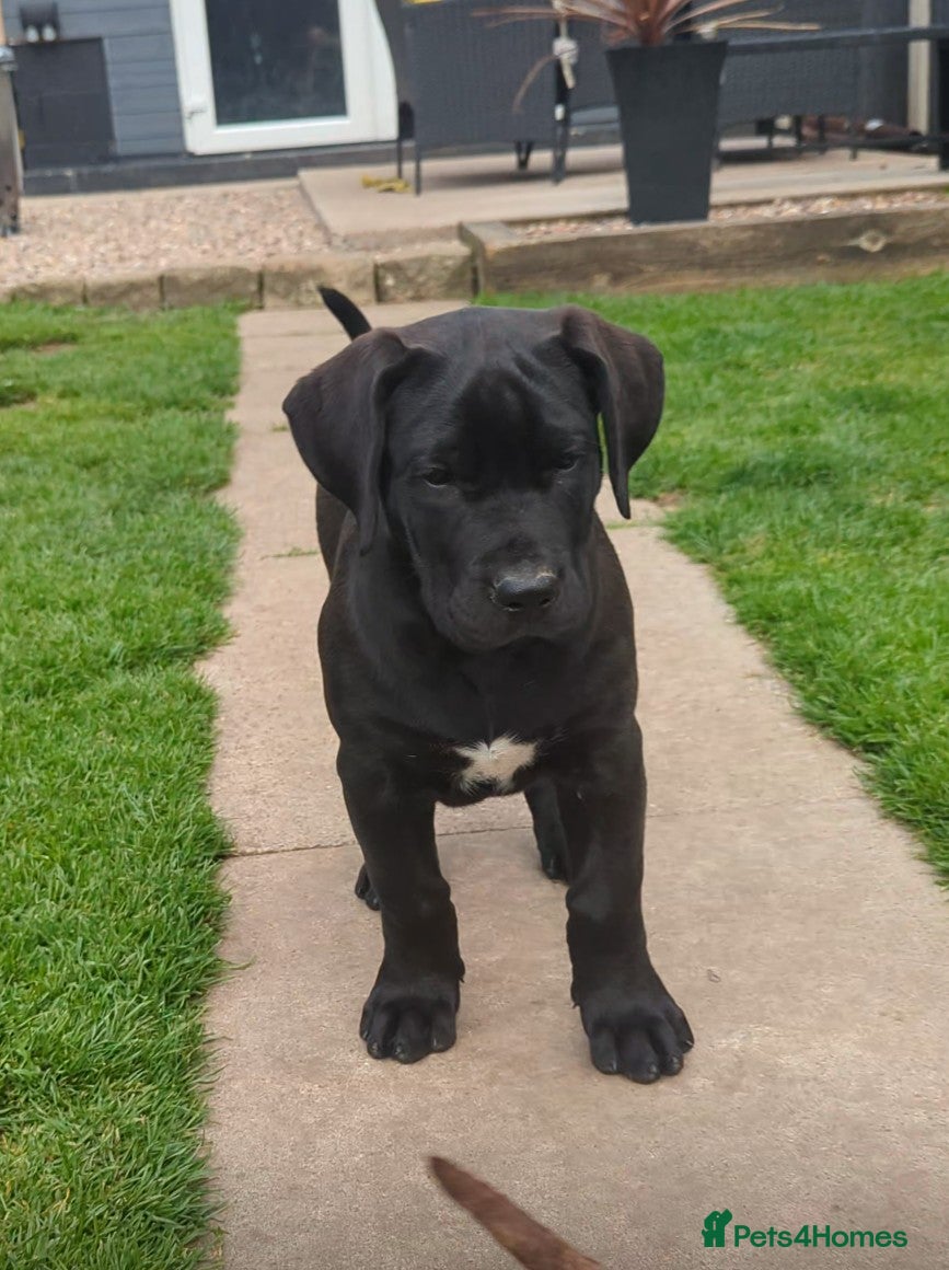 Presa Canario dogs STUNNING BLACK PRESA CANARIO PUPS  - Advert 2