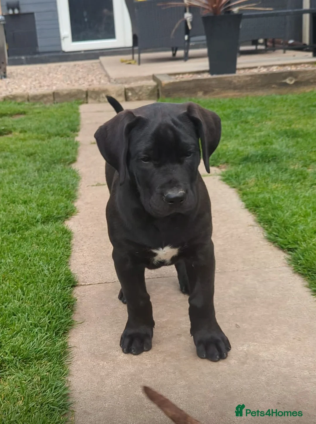 Presa Canario dogs for sale: STUNNING BLACK PRESA CANARIO PUPS  - Advert 2