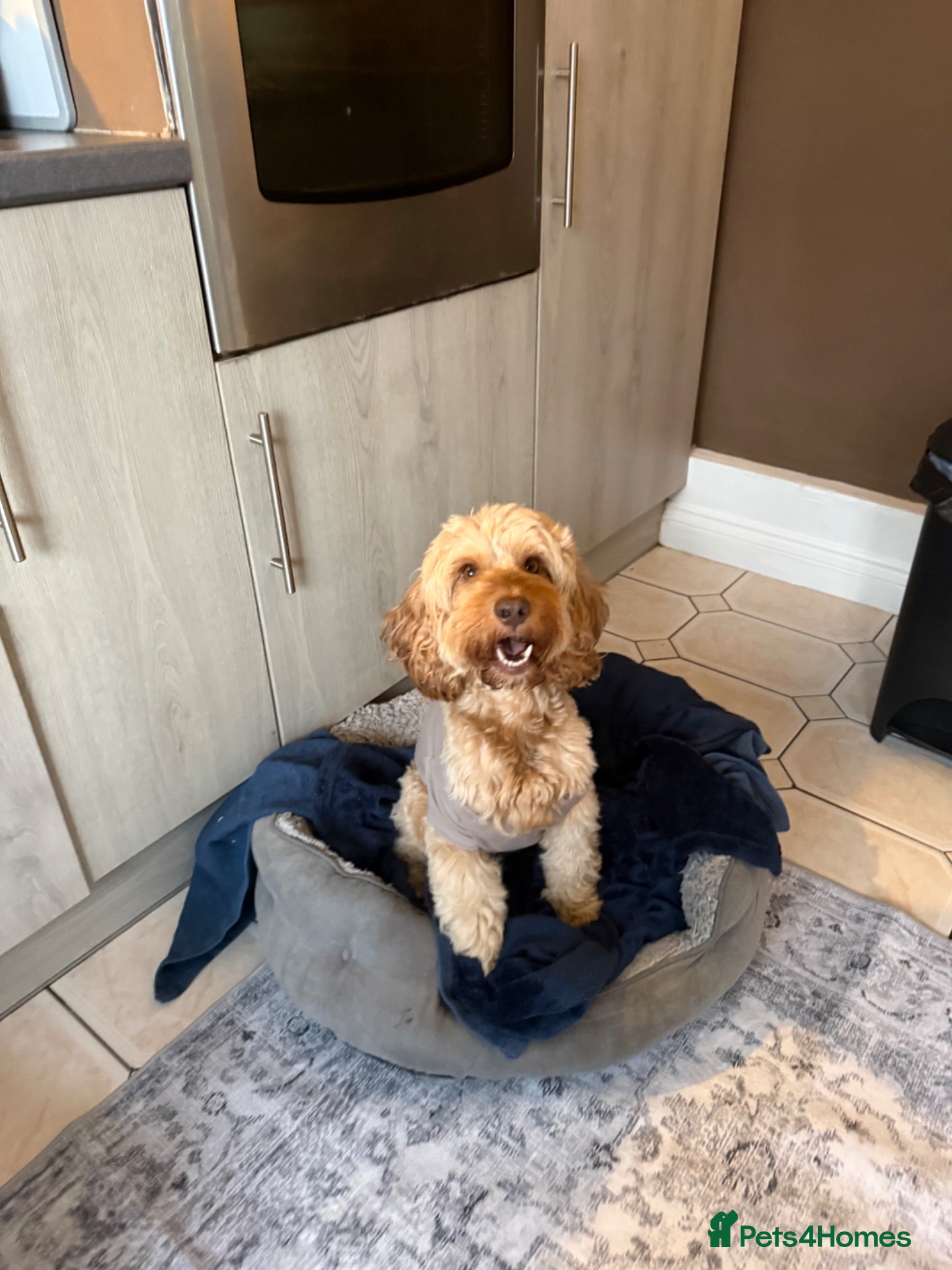 Cockapoo dogs F2 cockapoos for sale  - Advert 1