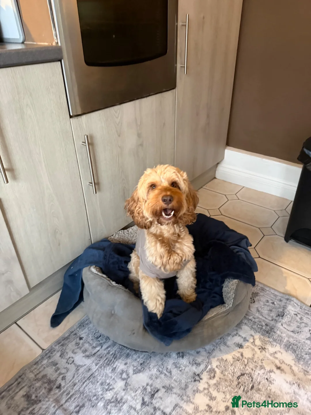 Cockapoo dogs for sale: F2 cockapoos for sale  - Advert 1
