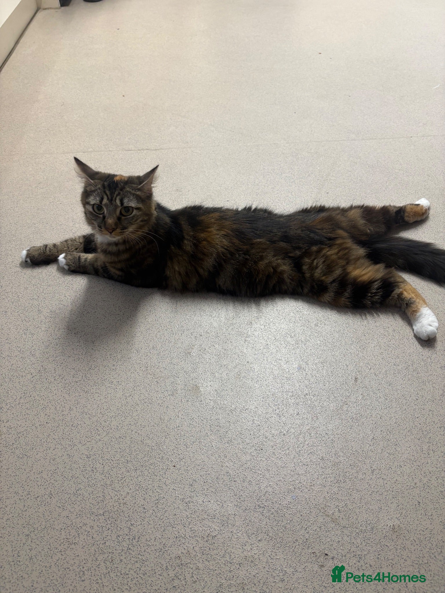 Mixed Breed cats 18 month old longhaired female cat  - Advert 10