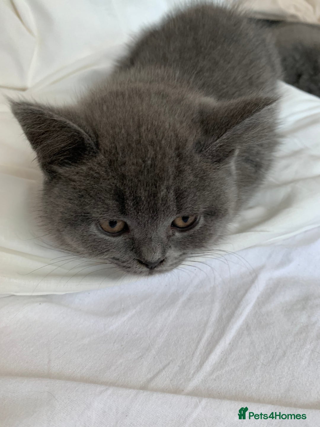 British Shorthair cats for sale: British Shorthair Blue Kittens 💛 Raised with Love - Advert 10
