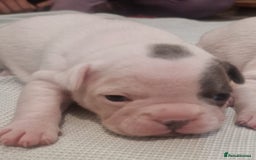 French Bulldog dogs for sale: Kc registered french bulldog puppies - Image 21