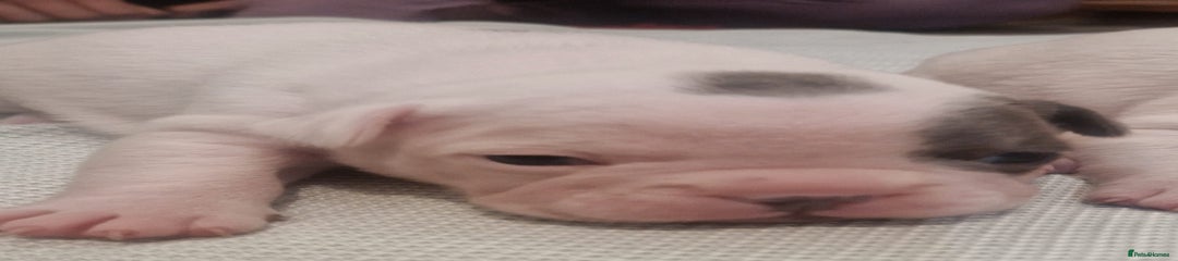 French Bulldog Puppy 1