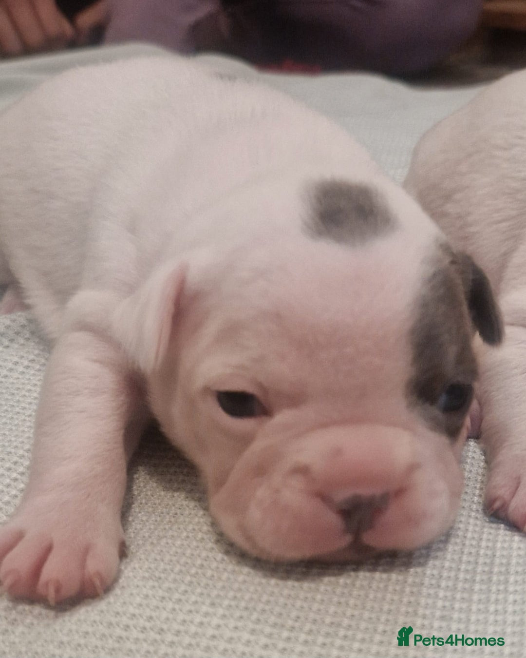 French Bulldog dogs for sale: Kc registered french bulldog puppies - Image 21