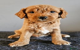 Cavapoo dogs for sale: Cavapoo puppy for sale - Image 3