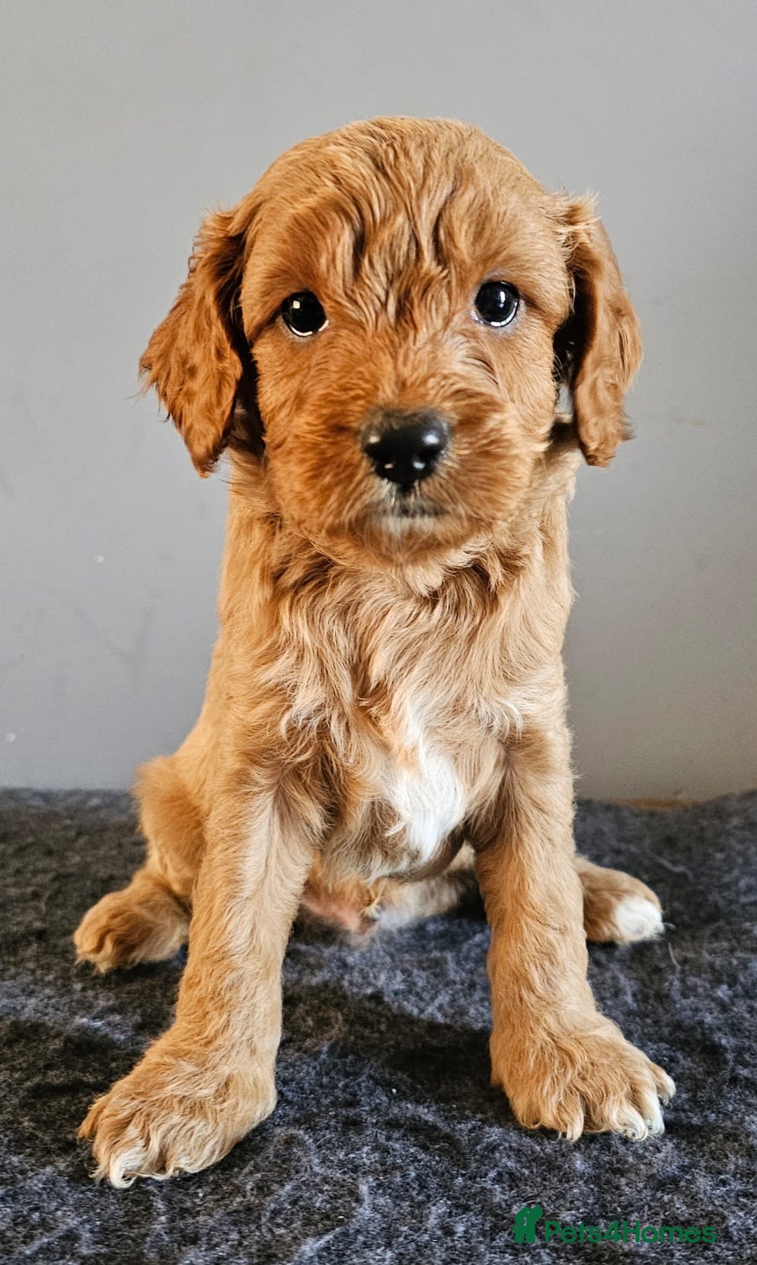 Cavapoo dogs for sale: Cavapoo puppy for sale - Image 3