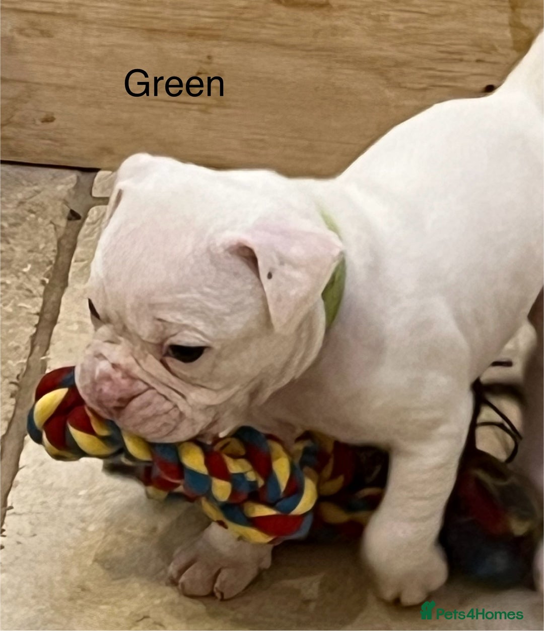Olde English Bulldogge dogs for sale: 9 Olde English Bulldogge NEBBR registered puppies - Advert 21