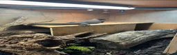 Monitor reptiles for sale: Black Dragon for Sale - Advert 4