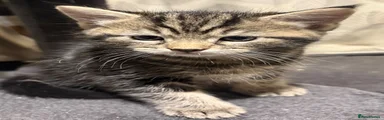 Peanut